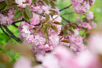 pink cherry blossom