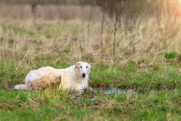 Russian greyhound hound dog, in a large puddle on a field in the spring, rests after a quick run.