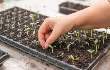 Close up image of sprouts in a greenhouse, gardening and plants concept