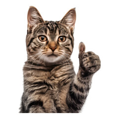 Obraz premium Cat with thumbs up pose isolated on transparent background