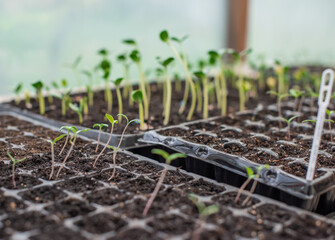 Close up image of sprouts in a greenhouse, gardening and plants concept