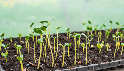 Close up image of sprouts in a greenhouse, gardening and plants concept