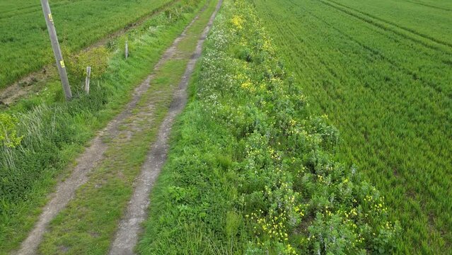 Arable Field Margin at the edge of a field of crops by a footpath allowing wild flowers to grow and provide for wildlife. April, Kent, UK	