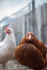 chickens walk in a pen in the village