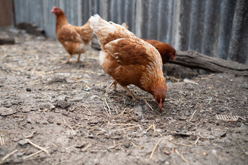 chickens walk in a pen in the village