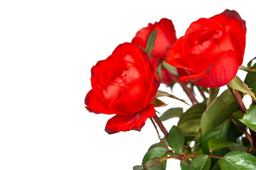 Obraz premium Beautiful Red Roses Flower Isolated on White Background