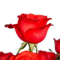 Beautiful Red Roses Flower Isolated on White Background