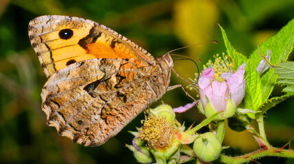 Satyridae, Butterfly, Sierra de Guadarrama National Park, Segovia, Castilla y León, Spain, Europe