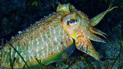 Cuttlefish, Sepia, Sepia officinalis, Cabo Cope-Puntas del Calnegre Natural Park, Mediterranean...
