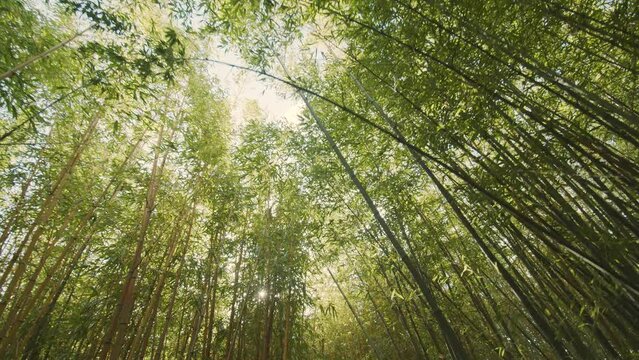 Camera following between green bamboo culms and leaves. Bamboo forest background.