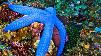 Blue Sea Star, Unckia laaevigata, Starfish, Reef Building Corals, Coral Reef, Lembeh, North...