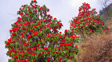 Flowering Rhododendron, Mountain Footpath, Trek to Annapurna Base Camp, Annapurna Conservation Area, Himalaya, Nepal, Asia - obrazy, fototapety, plakaty