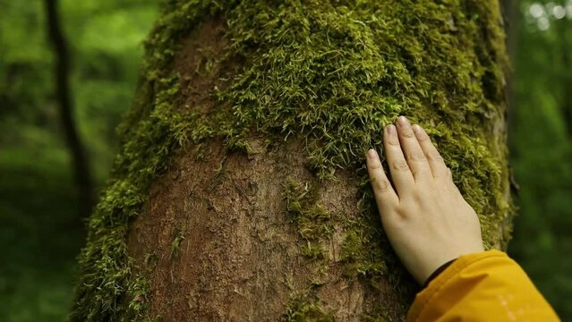 Close up of female touching green tree trunk close-up. Bark wood. Saving the world. Nature conservation, environmental protection.