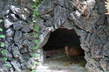 岩壁に作られた小さな穴から外を警戒しながら見る鳥の模型