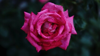 pink rose flower against green background