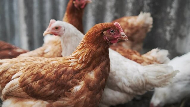 chickens walk in a pen in the village