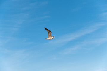Seagull on blue background. European herring gull, Larus argentatus. Seagull flying in front of blue clouds.