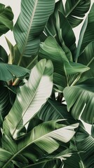 A Vertical Image Of A Banana Tree With Green Leaves Against A White Background.