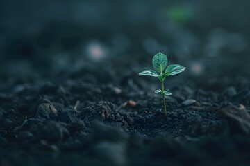 Embracing growth and new beginnings: A small sprouting plant. Concept Growth, New beginnings, Sprouting plant, Nature, Fresh start