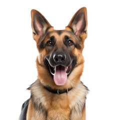 dog looking isolated on white