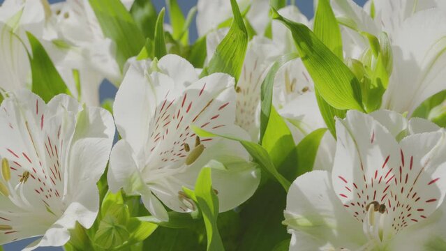 Alstroemeria virginia flowers. Camera moving along tender white petals closeup. 