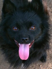 Black dog open mouth tongue out. Cute puppy looking on camera top view. Portrait of domestic pet...
