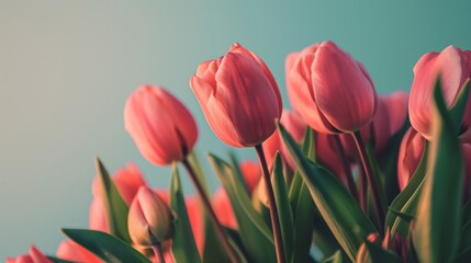 Fototapeta premium Pink Tulip With A Blue Sky In The Background.