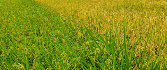 paddy fields that are ready to be harvested and are growing	
