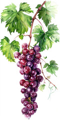 Obraz premium A bunch of grapes with leaves hanging from the vine, watercolor painting, Generative AI