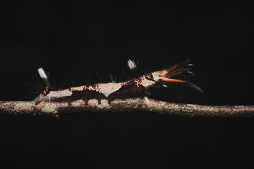 Moth Genus Kunugia
a member of Lappet Moths Family Lasiocampidae