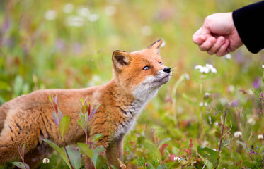 Beautiful and Curious Red Fox Cub Encountered near Bekkarfjord in Laksefjorden, Finnmark, Norway
