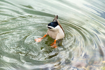 The tail of a wild duck sticks out of the water. Duck dives into water to feed
