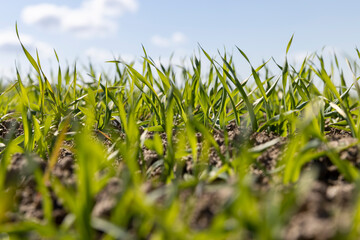 young wheat in the soil, wheat harvest