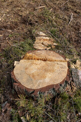 harvesting of pine wood in the forest