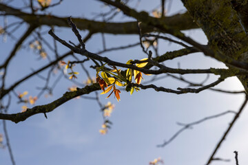long earrings of walnut flowers during flowering