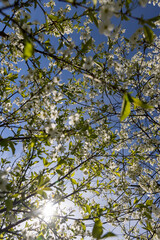 white flowers on cherry trees in the orchard