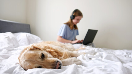 Beautiful Golden Retriever Dog Lying On The Bed While A Little Girl Working On Her Laptop