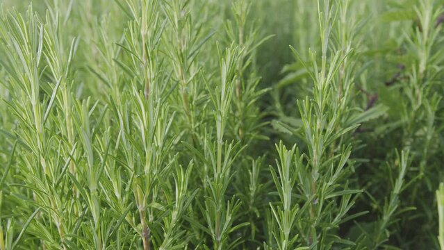 Camera moving along fresh aromatic evergreen rosemary bush closeup. Rosemary nature background.