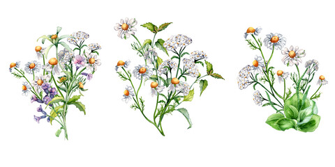Set of meadow medicinal flower watercolor illustration isolated on white. Bunch floral herbs in botanical style. Plantain, chamomile, nettle, achillea millefolium hand drawn. Design for package