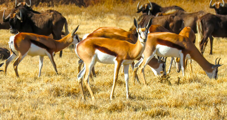 Springbok ewe (Antidorcas marsupialis) pauses in her grazing at Camdeboo National Park, Eastern Cape. 