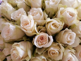 bouquet of roses