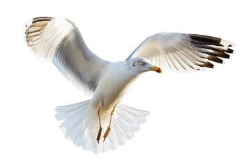 Beautiful seagull flying animal white bird. - Powered by Adobe