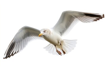 Fototapeta premium Beautiful seagull flying animal white bird.