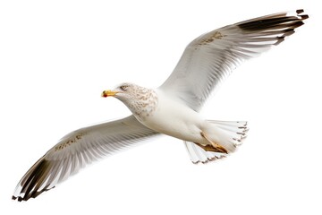 Obraz premium Beautiful seagull flying animal white bird.