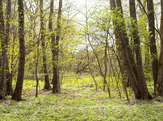 forest clearing in spring, green leaves