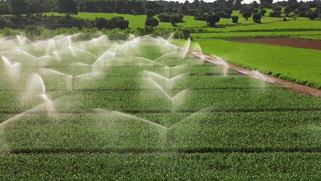 ASPERSORES REGANDO PLANTACION DE AJOS