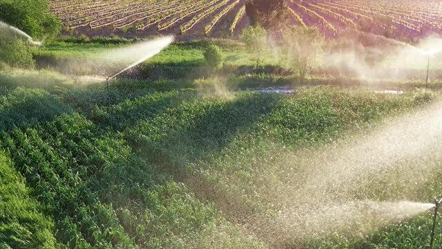 ASPERSORES REGANDO PLANTACION DE AJOS