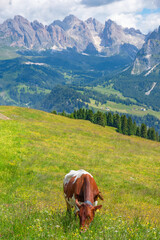 Fototapeta na wymiar Cow grazing on alps meadow in the dolomites