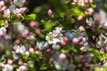 Flowering Cherry tree at spring