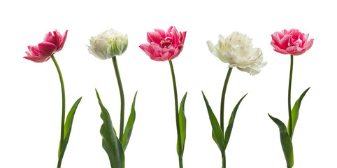 Tulips isolated on white background